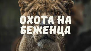 ОХОТА НА БЕЖЕНЦЕВ В ЕВРОПЕ I БУДЬТЕ ОСТОРОЖНЫ!