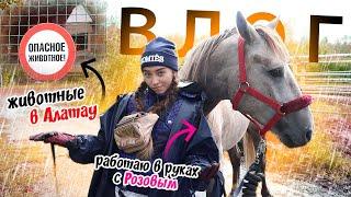 VLOG: Животные в Алатау / Работа в руках с Розовым