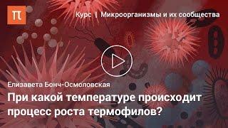 Термофильные микроорганизмы — Елизавета Бонч-Осмоловская