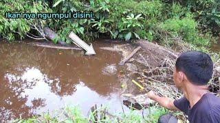 Baru Taroh Langsung diHajar! tehnik pengumpul ikan legend!