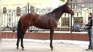 ПРОДАЕТСЯ спокойная универсальная лошадь в лучшие ручки