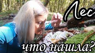 Сочи. Осенний лес. Одна в лесу. Зачем я пошла в лес? Что я нашла в лесу?