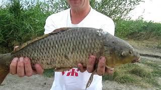 Ловля карпа летом 2020 на Днестре.Хороший трофейчик
