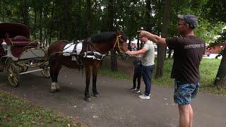 В Йошкар-Олинской администрации рассказали, где можно покататься на лошадях