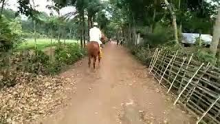 Bangladesh Horse riding club & farm,       Emran arms & company