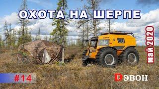 Шерп на охоте. К озёрам через лесотундру. Как правильно перевернуть Шерп.