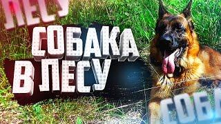 Можно ли гулять в лесу с собакой Что такое сосновый опад Песня в лесу