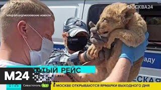 Полицейские нашли в автобусе истощенного львенка - Москва 24