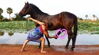 Fun Beautiful Girl Try to Care Her horse -Lover Tv Animal Daily