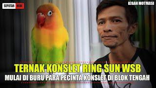 TERNAK KONSLET RING SUN WSB - MULAI DI BURU PARA PECINTA LOVEBIRD KONSLET !!!