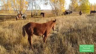 Лошади в октябре, пришли погрется и отдохнуть на точку !