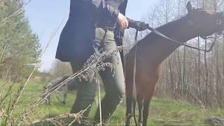 ЛОШАДИ ПОБЕЖАЛИ ДОМОЙ.
