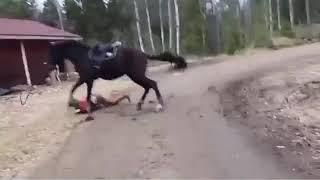 Внезапный испуг лошади.