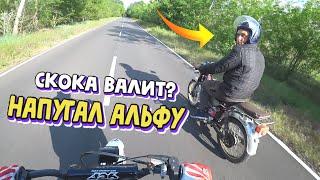 МОТО БУДНИ - ЗАМЕРИЛ МАКСИМАЛКУ ПИТБАЙКА | ДОГОНЯЮ ПАЦАНА НА АЛЬФЕ | STUNT PITBIKE