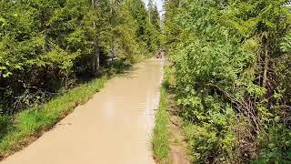 Затроил Стоковый стелс леопард в воде