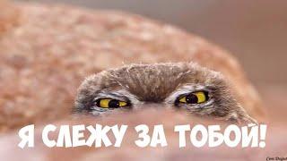 Я слежу за вами 