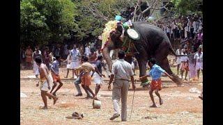 Animal attacks 2020. Best of #trampling, #elephant and #lionattacks