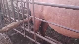 Какой породы эта  лошадь? Снимаем проволоку с ноги