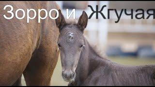 Новый конь Зорро и лошадь Жгучая Красотка.Жеребята 2020