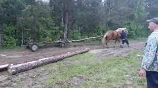 Жеребця взяли до лісу.Султан показує любу пробу.