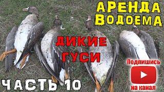 Аренда Водоема |ч.10 Выезд после зимней спячки | Дикие гуси, охота в запрет Статья 19. Сроки охоты.