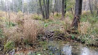 Нашел бобрятник, плотина и погрызы. буду делать засидку на бобра