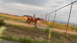 Вечерняя прогулка верхом на коне. с. Новые-Атаги. Очень сильный и красивый нашид.