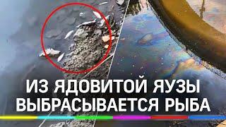 Рыба массово гибнет в смертельно ядовитой Яузе. Река в Москве покрылась пленкой