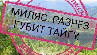 МИЛЯС 2020. РАЗРЕЗ ГУБИТ ТАЙГУ. ИЗ 7 КВАДРОЦИКЛОВ ТОЛЬКО 4 РЕШИЛИСЬ ПОЕХАТЬ.