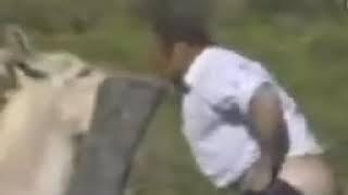 Осел трахает мужика