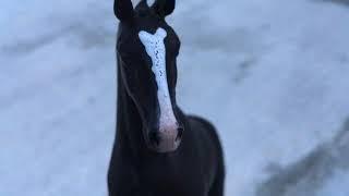 Клип с лошадьми schleich