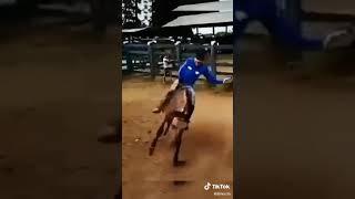 Бешиная лошадь