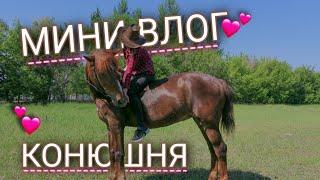 ВЛОГ | КОНЮШНЯ | КУПАЕМ ЛОШАДЕЙ |