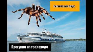 Гигантский паук птицеед. Прогулка на теплоходе. #новосибирск