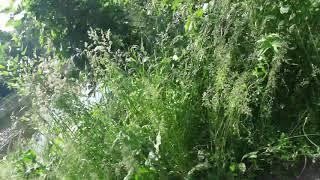 Покатушки на велосипедах в лесу