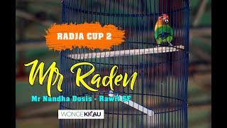 RADJA CUP 2 : GEMPAR !!! MR RADEN MASIH STABIL GELENG GELENG