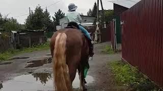 катание на лошадях