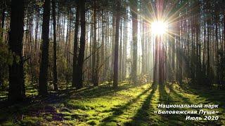 Беловежская пуща, июль 2020