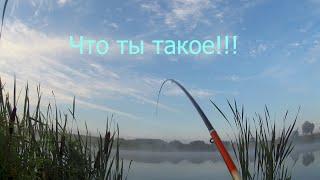 Эта рыба гнет все удочки!! (Рыбалка на карпа с ночевкой)