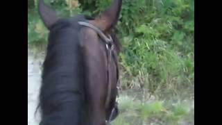 Верхом на лошади в горах