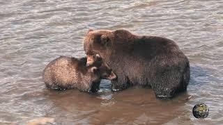 Мир Приключений -  Медведи на рыбалке. Курильское озеро. Камчатка. 4К. Bears fishing. Kamchatka.