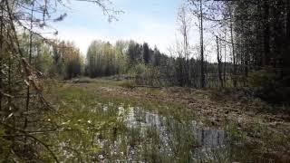 На квадроцикле Стелс 300(Болотистая местность)