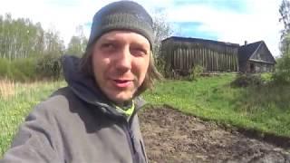 Взошла редиска, и ягодные кусты на участке.
