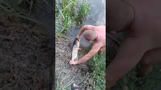 Покатушки на велосипедах и щука монстр пойманная руками в Кочетке)
