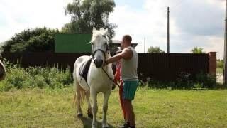 Прогулка на лошадях, Киев - www.emozzi.ua