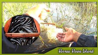 Najur Ikan... Panen Gabus Super Mantap • Rawa Kalimantan