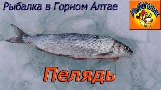 Рыбалка в Горном Алтае. Озеро Сорулукель. Экстремальная рыбалка.