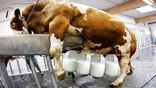 Milk machine. See what's been done to the animals at the factory.