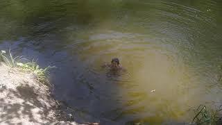 Прыжки в воду на речке