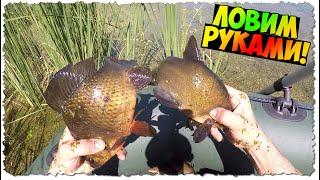 Это БОМБА!!! / Ловля ЛИНЯ и КАРАСЯ руками в БОЛОТЕ